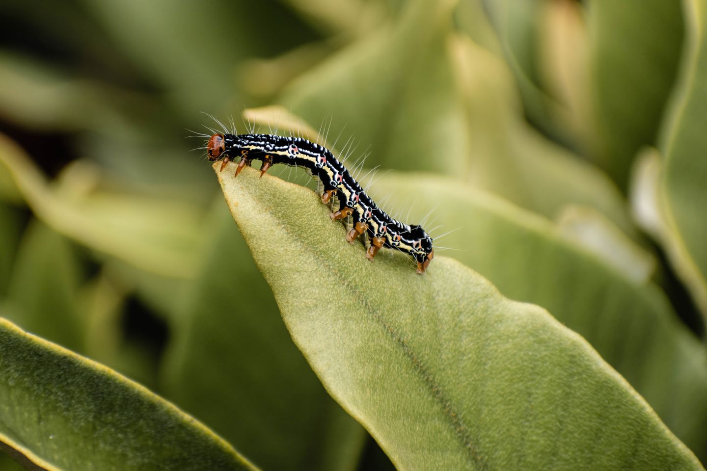 Close-up photograph of a brightly patterned caterpillar on a green leaf.