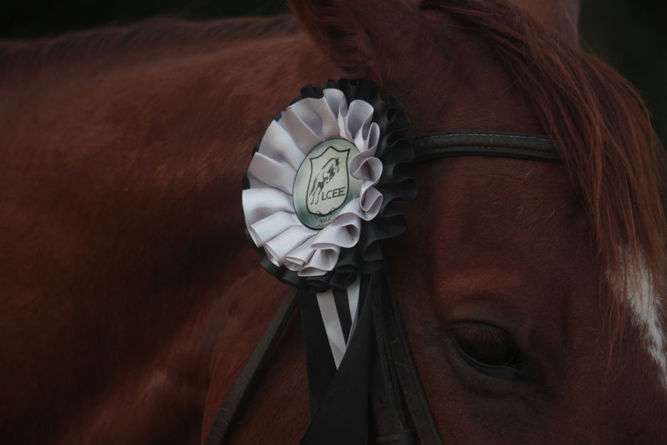 A horse wearing a large white and black award rosette ribbon on its bridle.