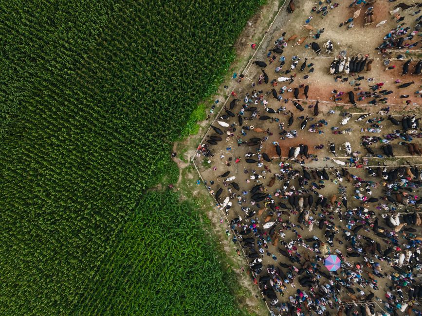 An aerial photograph of a busy open-air cattle market beside a green field, with animals, vehicles and traders spread across the ground.