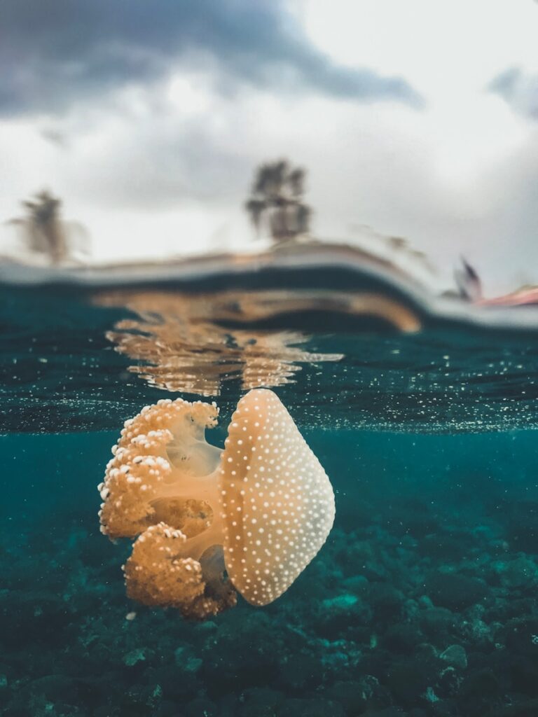 white and yellow flower in water
